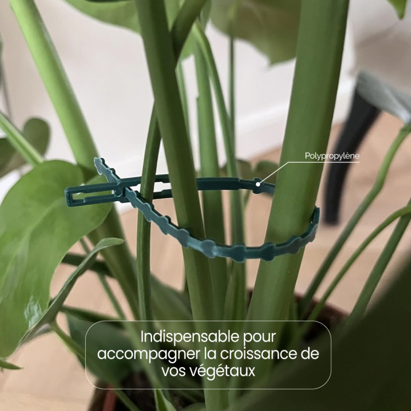 Lot de 200 attaches crantées pour plantes - 17 cm - Vert