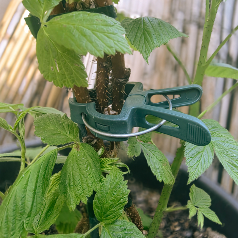 Lot de 20 clips d'attache pour plantes - Petite taille