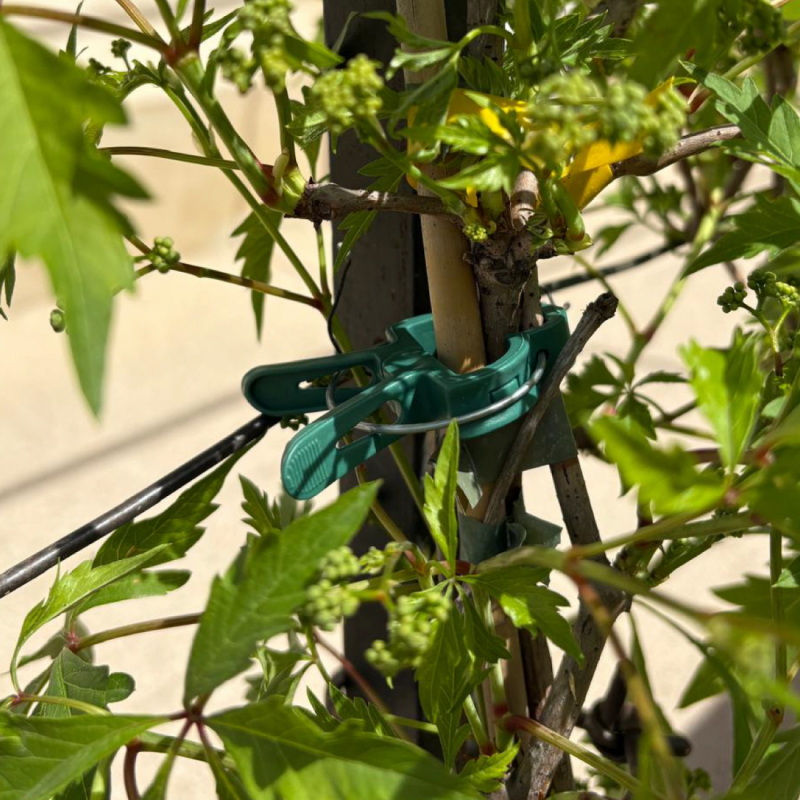 Lot de 100 clips d'attache pour plantes - Petite taille