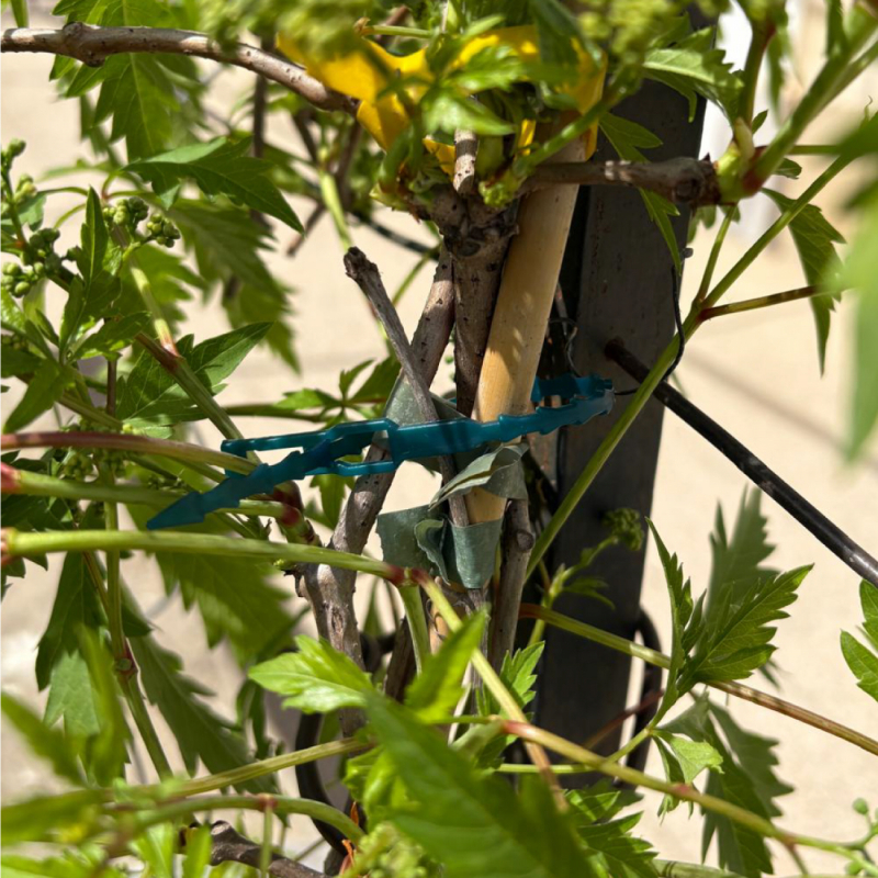 Lot de 600 attaches crantées pour plantes - 13 cm - Vert