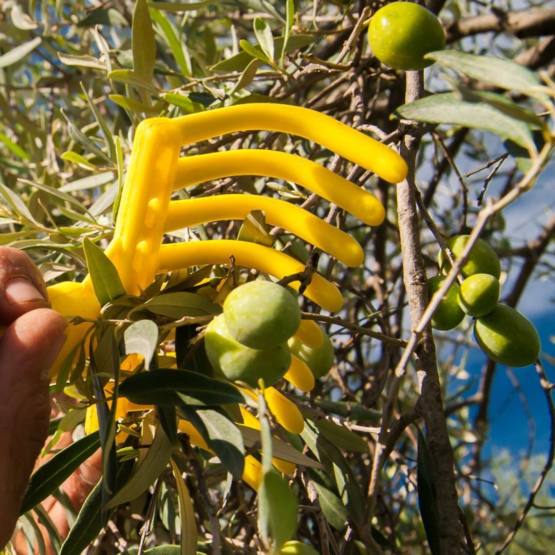 Peigne à olives - 9 dents - Jaune